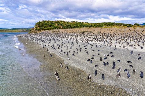 ushuaia penguins beagle channel